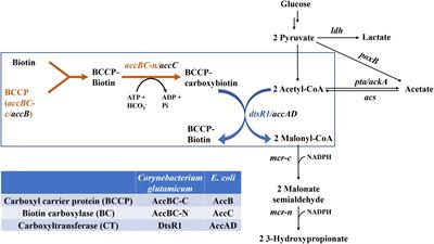 The Expression Modulation of the Key Enzyme Acc for Highly Efficient 3-Hydroxypropionic Acid Production